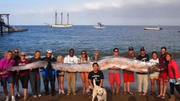 Menurut ilmuwan, hewan yang paling mendekati naga lautan adalah Giant Oarfish. Ikan ini panjang dan pipih seperti naga dan diketahui bisa tumbuh sampai 17 meter. Foto: Catalina Island Marine Institute  