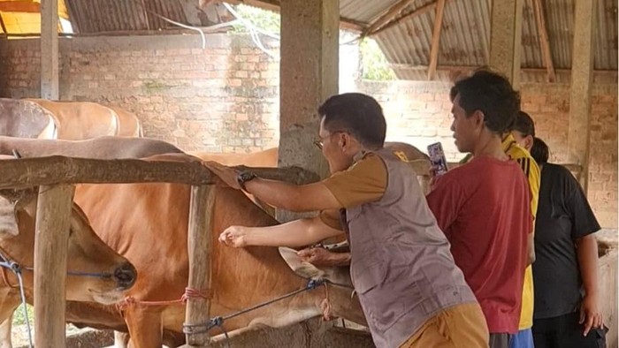 Pemeriksaan hewan ternak oleh drh Jafrizal