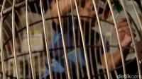 Rotan dengan kualitas terbaik dililitkan mengelilingi lingkaran yang dijadikan rangka.