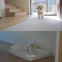 Kediaman Song Hye Kyo terletak di kawasan Samseong-dong, Seoul. Sebelum menempatinya, dia melakukan renovasi dan merancang halaman belakang agar anjing peliharaannya Ruby bebas berlarian. Foto: dok. YouTube @iammingki