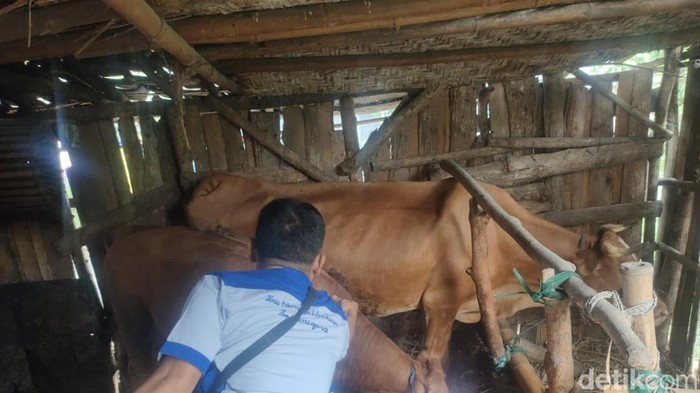 Sapi di Bojonegoro divaksin cegah PMK