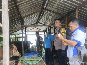 Cegah Wabah PMK, Mantri Ternak dan Polisi Door to Door Vaksin Sapi