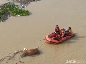 8 Sapi Mengapung di Bengawan Solo Bojonegoro karena Suspect PMK