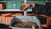 Mereka mengolah sampah dengan membudidayakan maggot lalat black soldier fly (BSF) yang mampu mengurai sampah organik sebanyak 21 ton per bulan serta menjadi pakan ikan lele yang hasilnya dapat meningkatkan perekonomian warga sekitar.