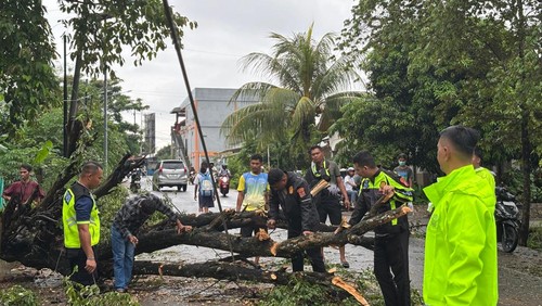 Anggota Satlantas Polres Manggarai Barat memotong batang pohon yang tumbang di jalan raya di Labuan Bajo, Manggarai Barat, NTT, Senin (20/1/2025).