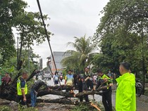 Angin Kencang Tumbangkan Pohon di Labuan Bajo, Lalu Lintas Sempat Terganggu