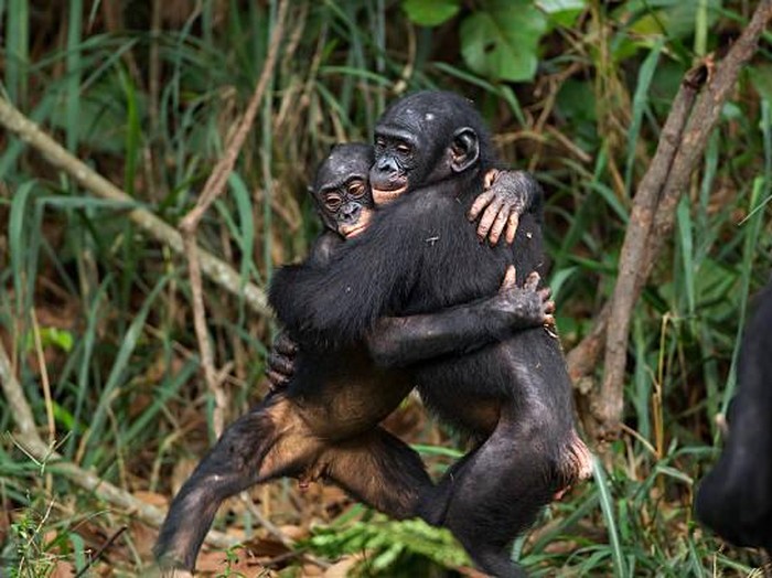 Bonobo juveniles hugging each other (Pan paniscus). Lola Ya Bonobo Santuary, Democratic Republic of Congo. Oct 2010.