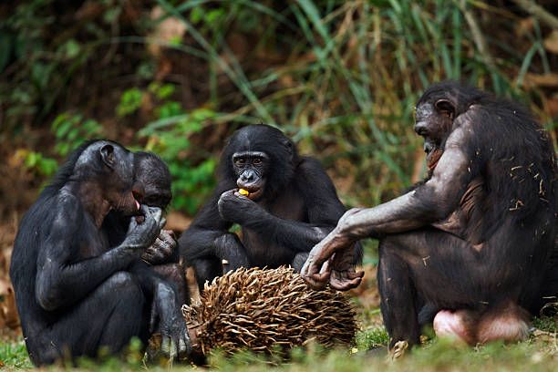 Bonobos feeding on palm nuts (Pan paniscus). Lola Ya Bonobo Santuary, Democratic Republic of Congo. Oct 2010.