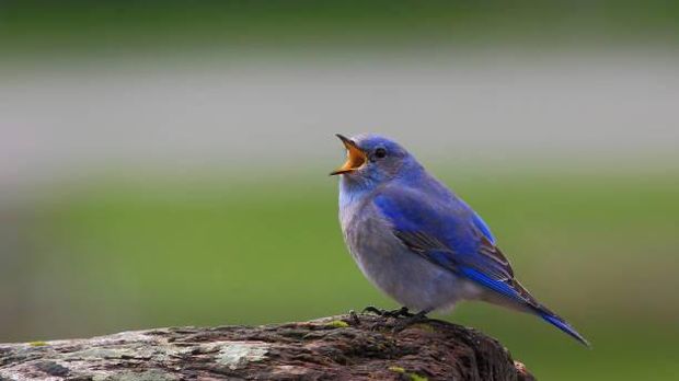 Burung Bluebird Gunung (Sialia currucoides).