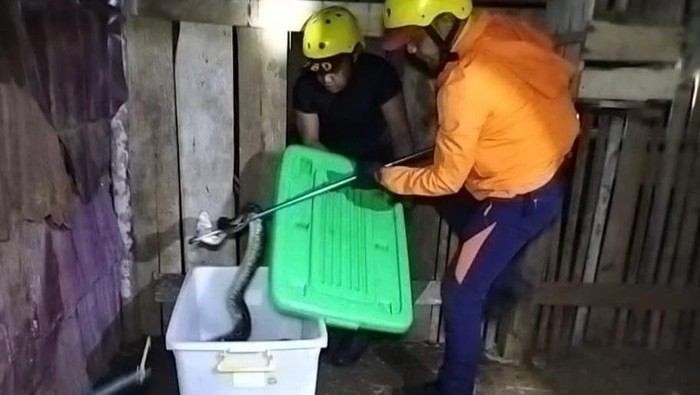 Damkar Lubuklinggau tangkap ulat piton pemangsa ternak warga.