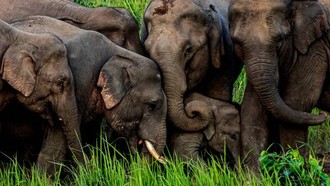 Kereta Api di India Tabrak 7 Ekor Gajah hingga Tewas, 5 Gerbong Tergelincir