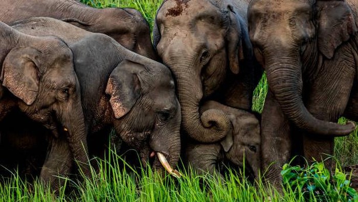 Elephant family in Khao Yai National Park, Thailand Ilustrasi keluarga gajah.
