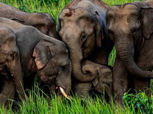 Tekan Bentrokan dengan Warga, Thailand Suntik Vaksin Kontrasepsi Gajah Liar