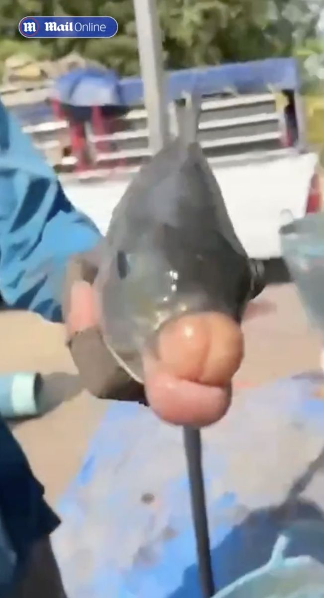 Ikan Bibir Jontor Kejutkan Pemancing, Kondisinya Dipicu Hal Ini