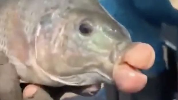 Ikan Bibir Jontor Kejutkan Pemancing, Kondisinya Dipicu Hal Ini