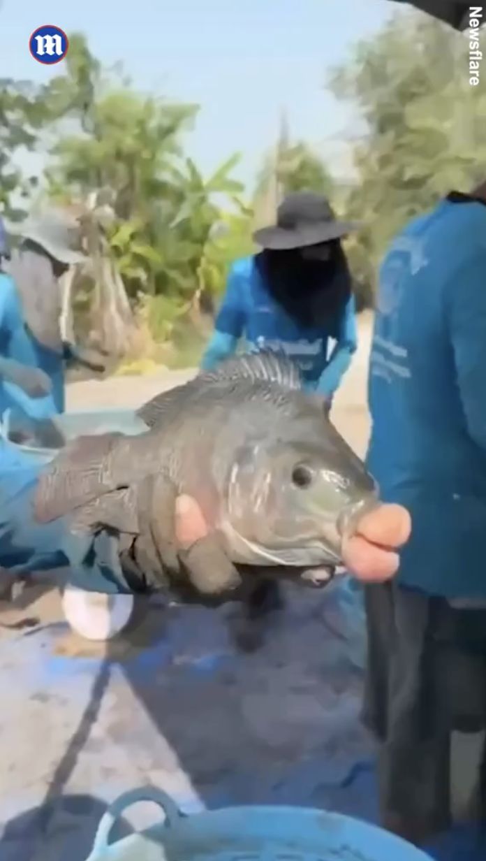 Ikan Bibir Jontor Kejutkan Pemancing, Kondisinya Dipicu Hal Ini
