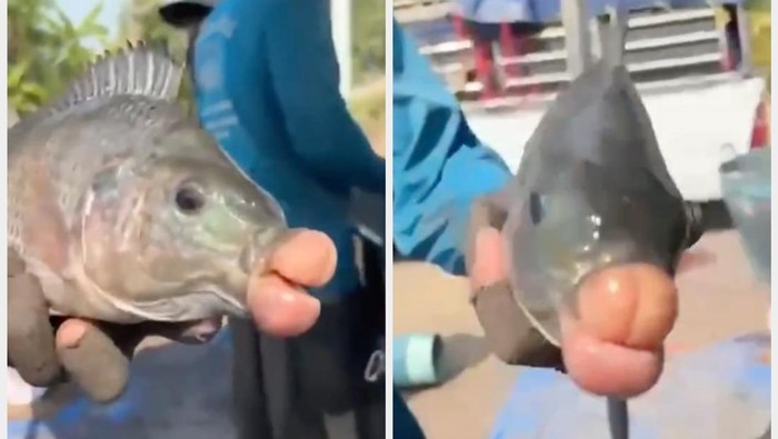 Ikan Bibir Jontor Kejutkan Pemancing, Kondisinya Dipicu Hal Ini