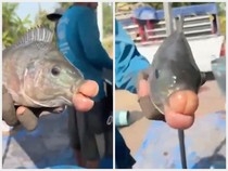 Ikan Bibir Jontor Kejutkan Pemancing, Kondisinya Dipicu Hal Ini