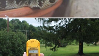 Ular berbisa dapat mendeteksi mangsanya dalam kegelapan total menggunakan organ sensorik khusus yang menangkap radiasi inframerah. Kemampuan ini menginspirasi pengembangan kamera pencitraan termal. Foto: Boredpanda