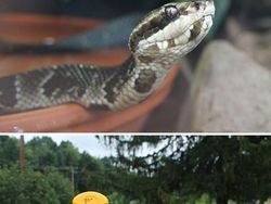 Ternyata Inovasi Buatan Manusia Ini Meniru Alam