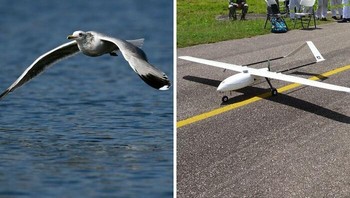 Albatross adalah burung yang agung dan suka mengarungi samudra yang benar-benar terbang tinggi, yang berarti ia jarang mengepakkan sayapnya untuk terbang. Sebaliknya, ia menggunakan angin untuk terbang lebih dari 600 mil sehari. Para peneliti di MIT menggunakan desain penerbangan ini untuk mengembangkan pesawat tanpa awak. Mereka berharap dapat menciptakan pesawat tanpa awak bersayap tetap yang digerakkan oleh angin yang dapat terbang ke luar negeri tanpa henti. Foto: Boredpanda