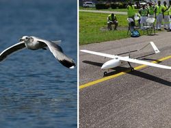 Ternyata Inovasi Buatan Manusia Ini Meniru Alam