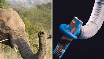 Terdiri dari lebih dari 40.000 otot, belalai gajah lincah seperti tangan manusia, mampu memetik apel dari cabang atau mencabut seluruh pohon dari tanah. Desainnya yang serbaguna juga telah menginspirasi lengan robot. Perusahaan Jerman Festo telah mengembangkan Bionic Handling Assistant, sebuah pelengkap yang dapat digunakan untuk mengubah teknologi penanganan untuk kerja sama manusia-mesin. Dengan menggunakan empat cakar logam, robot belajar seperti bayi manusia—melalui coba-coba. Dengan terus-menerus meraih dan memegang benda, ia melatih otot mana yang harus digerakkan. Robot mampu mengingat perubahan posisinya melalui penyesuaian tekanan di dalam tabung yang memberi makan otot-otot buatannya.   Foto: Boredpanda