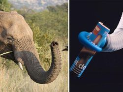 Ternyata Inovasi Buatan Manusia Ini Meniru Alam