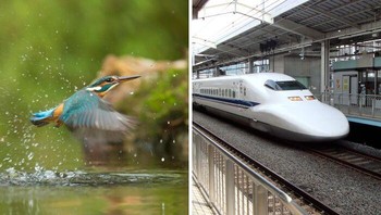 Kereta Peluru Shinkansen di Jepang terkenal dengan bentuknya yang aerodinamis yang mengurangi jumlah suara yang dihasilkan kereta saat memasuki dan keluar terowongan dengan kecepatan 150 hingga 200 mph. Kereta ini dimodelkan berdasarkan paruh burung kingfisher yang panjang dan sempit, burung yang berburu ikan dengan cara menyelam ke dalam air dengan sedikit atau tanpa cipratan air. Bentuk kereta ini juga memungkinkannya melaju 10 persen lebih cepat dengan sekitar 15 persen lebih sedikit listrik. Foto: Boredpanda