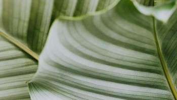 Sementara panel surya dan daun tanaman sama-sama memanen energi dari matahari, tim di Universitas Princeton mengembangkan biomimikri pada panel surya selangkah lebih maju dengan menambahkan lipatan pada sel surya. Lipatan tersebut meniru lipatan alami yang ditemukan pada daun, menyalurkan lebih banyak cahaya ke dalam sel. Para peneliti mengklaim pada tahun 2015 bahwa sel yang menyerupai daun menghasilkan listrik 47 persen lebih banyak daripada sel yang tidak memiliki lipatan. Foto: Boredpanda