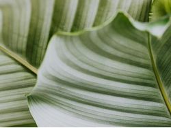 Ternyata Inovasi Buatan Manusia Ini Meniru Alam