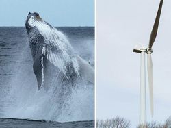 Ternyata Inovasi Buatan Manusia Ini Meniru Alam
