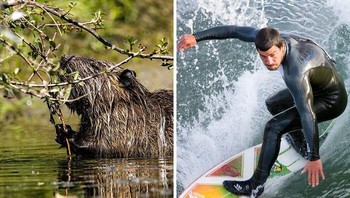 Tidak seperti paus, berang-berang tidak memiliki lapisan lemak untuk menjaga mereka tetap hangat saat menyelam ke air dingin. Sebaliknya, bulu mereka yang tebal memerangkap udara di antara setiap helai bulu, menjaga mamalia tersebut tetap hangat dan kering. Pada tahun 2016, sebuah tim insinyur di MIT berusaha meniru kualitas ini dalam pakaian selam yang dilapisi bulu karet, yang secara khusus dirancang untuk atlet olahraga air seperti peselancar. Sama seperti berang-berang, para atlet akan tetap hangat karena udara yang terperangkap di bagian luar pakaian selam. Foto: Boredpanda