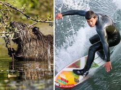 Ternyata Inovasi Buatan Manusia Ini Meniru Alam