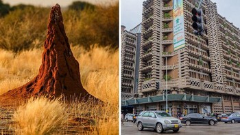 Apakah rayap hama atau inspirasi? Tergantung siapa yang Anda tanya. Sementara banyak orang menganggap rayap sebagai tamu yang tidak diinginkan, setidaknya satu arsitek mencari inspirasi dari desain gundukan rayap yang mendinginkan diri sendiri. Arsitek Zimbabwe Mick Pearce mengamati gundukan rayap di lapangan golf dan memperhatikan bentuk dan ventilasinya yang tampaknya sangat cocok dengan lingkungan. Ia memasukkan desain gundukan rayap ke dalam bangunan di Harare, Zimbabwe, dan Melbourne, Australia. Di setiap bangunan, udara dingin di dekat tanah disalurkan ke atas dan udara panas di bagian atas bangunan dikeluarkan melalui cerobong asap. Foto: Boredpanda