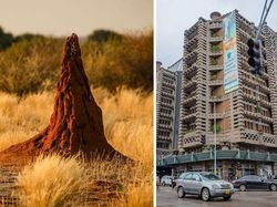 Ternyata Inovasi Buatan Manusia Ini Meniru Alam