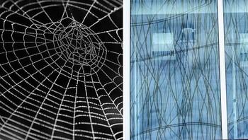 Setiap hari, ratusan burung mati karena menabrak jendela kaca. Hal ini tidak hanya memengaruhi burung tetapi juga menimbulkan risiko bagi pemilik properti. Untuk mengurangi kecelakaan seperti itu, sebuah perusahaan bernama Ornilux menciptakan kaca yang aman bagi burung. Mereka meniru untaian jaring laba-laba, yang terlihat oleh burung, tidak seperti kaca transparan. Kaca yang aman bagi burung memiliki pola UV yang bersilangan. Foto: Boredpanda