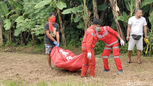 Jasad nenek yang ditemukan tertelungkup di sawah di Desa Darmasaba, Badung, dievakuasi ke RS Sanglah, Denpasar, Senin (20/1/2025).