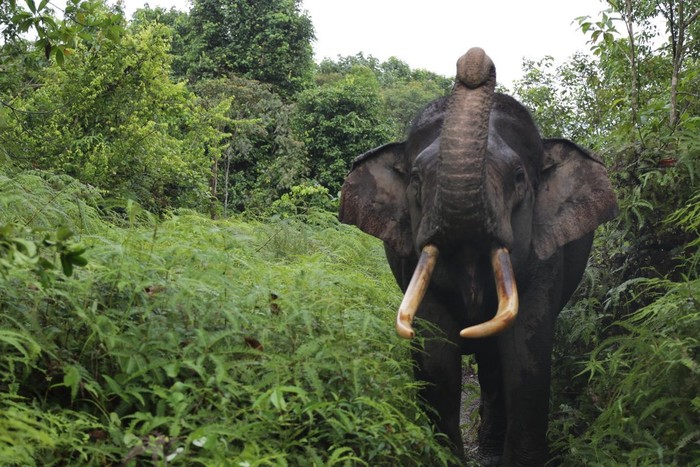 Jefri Nichol Lelang Kusuka Monster Pack untuk Selamatkan Gajah Indonesia