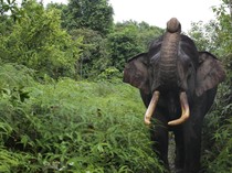 Jefri Nichol Lelang Kusuka Monster Pack untuk Selamatkan Gajah Indonesia