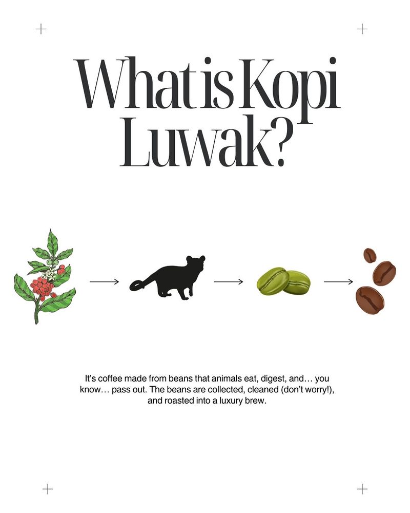 Kopi Luwak Harganya Termahal di Dunia, Ini Fakta di Baliknya