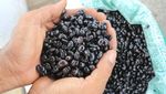 Intip Produksi Kopi Robusta Aceh yang Harganya Tembus Rp 120.000/Kg
