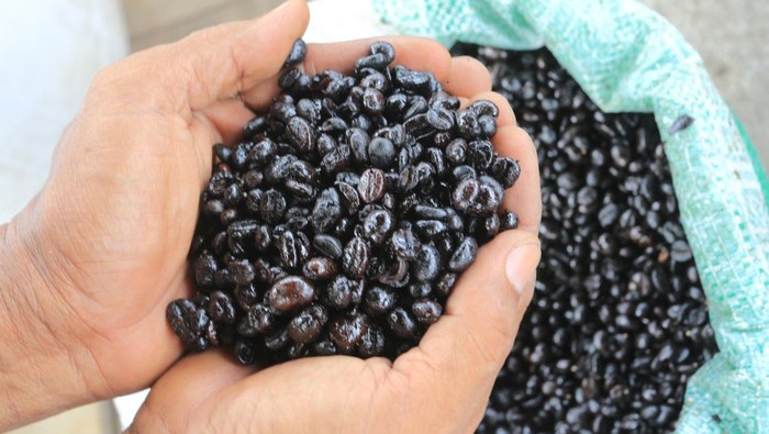 Pekerja menunjukkan biji kopi robusta setelah proses penyangraian di salah satu tempat produksi UD Berkat Kopi Jaya Desa Ujong Baroh, Johan Pahlawan, Aceh Barat, Aceh, Senin (20/1/2025). Dalam sehari pelaku usaha mampu memproduksi bubuk kopi secara tradisional sebanyak 120 hingga 220 kilogram atau 5.720 kilogram per bulan yang kemudian dipasarkan ke sejumlah daerah di Aceh dan Sumatera Utara dengan harga jual berkisar antara Rp40.000 hingga Rp120.000 per kilogram tergantung kualitas biji kopi. ANTARA FOTO/Syifa Yulinnas/YU