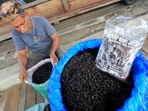 Intip Produksi Kopi Robusta Aceh yang Harganya Tembus Rp 120.000/Kg