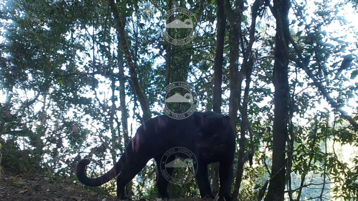 Macan tutul terekam kamera trap di TNBTS