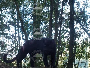 Langka! Induk dan Anakan Macan Tutul Terekam Kamera di TNBTS