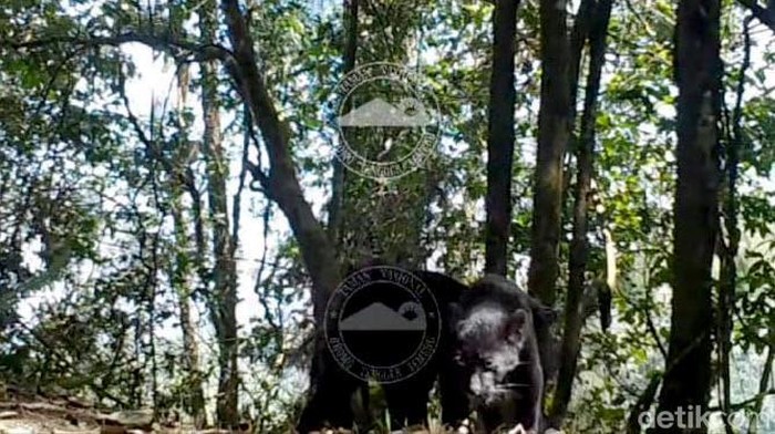 Macan tutul terekam kamera trap di TNBTS Dua ekor macan tutul terekam kamera trap di TNBTS