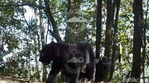 Penampakan Macan Tutul Terekam di TNBTS