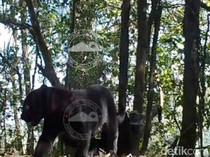 Penampakan Macan Tutul Terekam di TNBTS