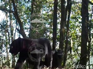 Heboh Penampakan Induk dan Anak Macan Tutul Terekan Kamera di TNBTS
